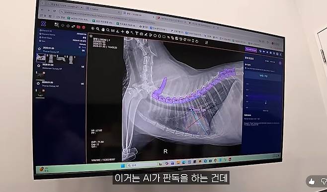 꿀밤이는 AI 기반 반려동물 엑스레이 분석 솔루션 엑스칼리버로도 심장 크기가 정상으로 진단됐다(유튜브 갈무리). ⓒ 뉴스1