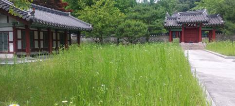 잡풀이 무성한 광주의 상징 충장사 경내.