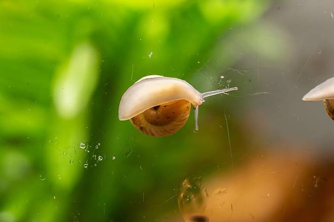 (사진 Chester Zoo 제공)/뉴스펭귄