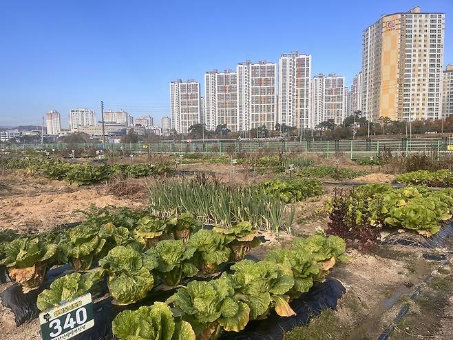 김천시 행복도시 치유텃밭 모습 ⓒ김천시 제공