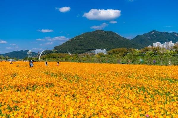 양산시 물금읍 낙동강 둔치에 자리한 231만여㎡ 규모의 황산공원은 1년 내내 축제의 열기로 가득할 전망이다. 야생화단지 전경이다. /양산시 제공