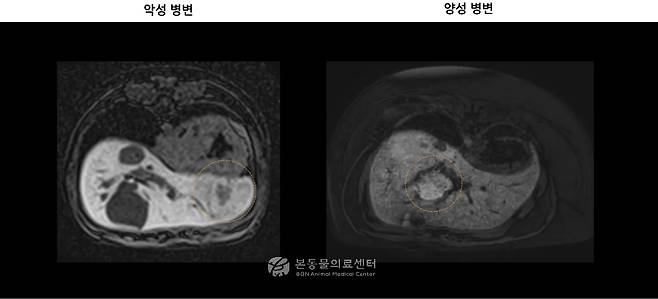 초음파와 CT 검사에서 간 결절이 발견돼 매우 비슷한 소견을 보인 두 환견의 MRI 검사 결과. 한 환견은 악성 종양, 다른 환견은 양성으로 진단됐다(본동물의료센터 제공). ⓒ 뉴스1