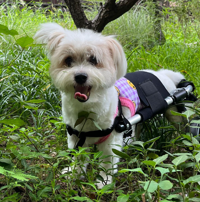 호수는 휠체어 타고 달리개~ 보호자 제공