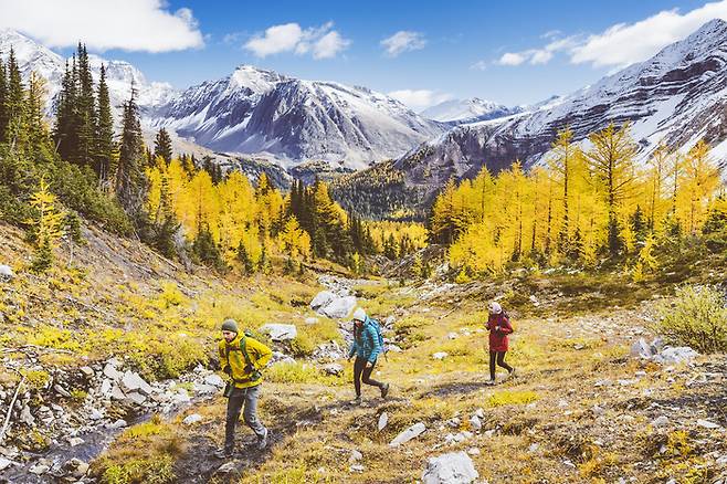 라치나무의 황금빛 가을단풍이 펼쳐진 캐네디언 로키 / 사진= 트래블 알버타