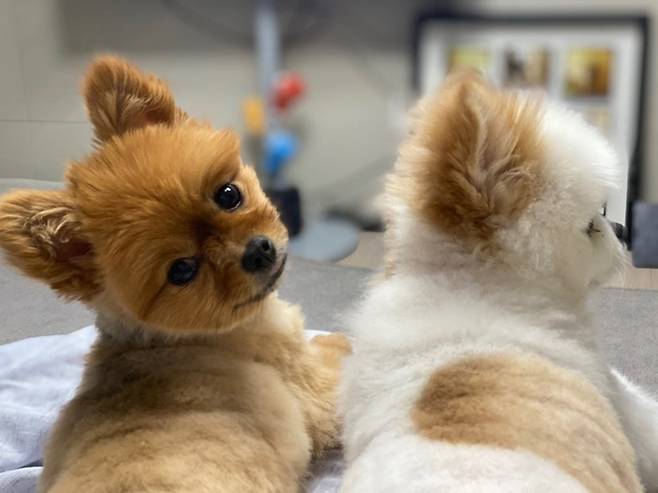 펫보험이 가파른 성장세를 이어가고 있지만, 여전히 가입률이 2%대 머물고 있다./사진:이종호 기자