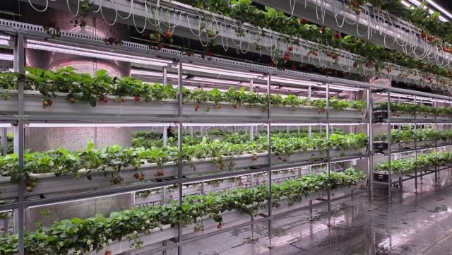 폐지하보도를 스마트팜으로 탈바꿈한 '대전팜'. 사진=김중곤 기자