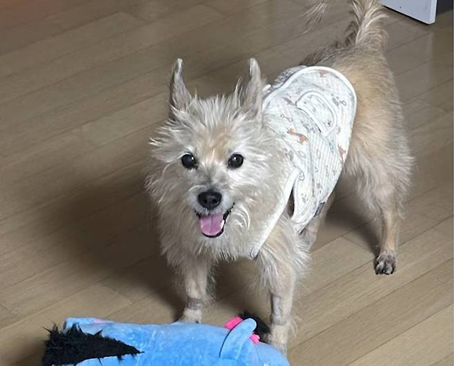 브이클램프 수술 후 건강을 회복한 땅콩(고려동물메디컬센터 제공) ⓒ 뉴스1