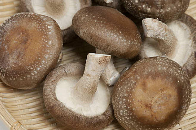 표고버섯