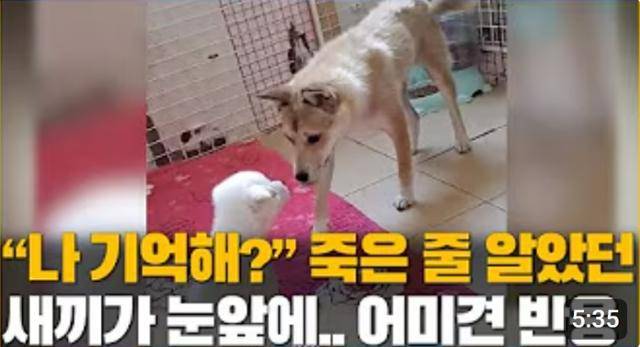 유튜브 채널 '와카롱' 인기 동영상.