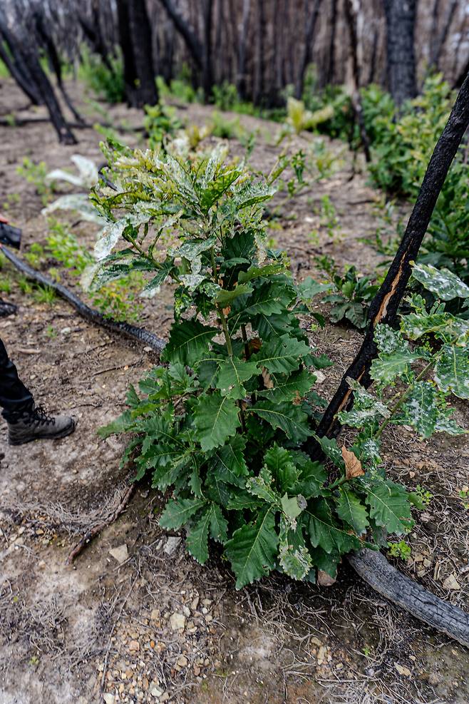 신갈나무에서 맹아가 자라난 모습. ⓒ그린피스