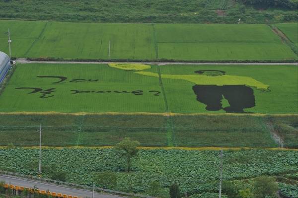 봉하 들녘의 노무현 논 그림. /노무현재단