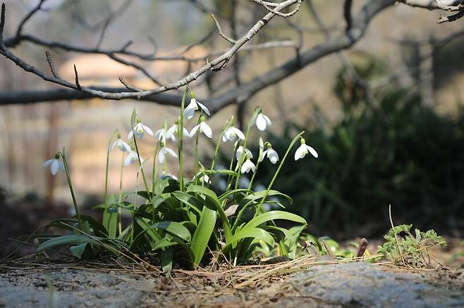 설강화. 천리포수목원 제공