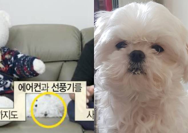 꽃분이 /사진=MBC 방송화면, 구성환 SNS