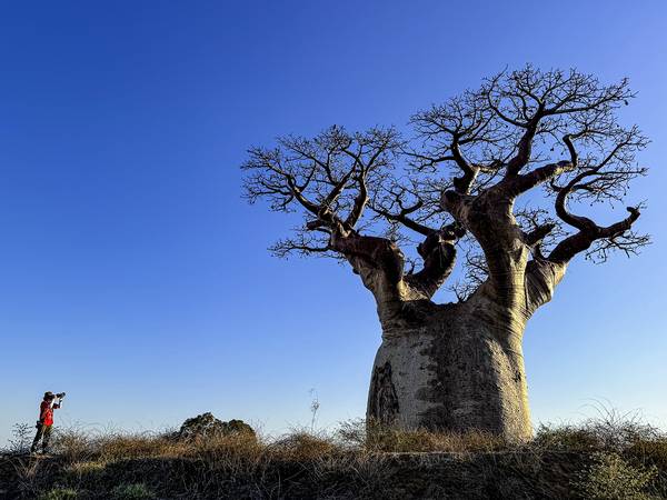 서정철 사진작가가 바오바브나무를 찍고 있다. /서정철