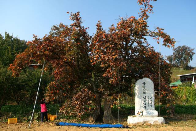 상주 곶감특구인 외남면 소은리에 있는 750년 수령의 하늘아래 첫 감나무.