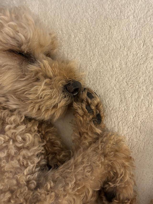 꼬순내 폭발하는 꼬순다방 주인공! 콤부 보호자 제공