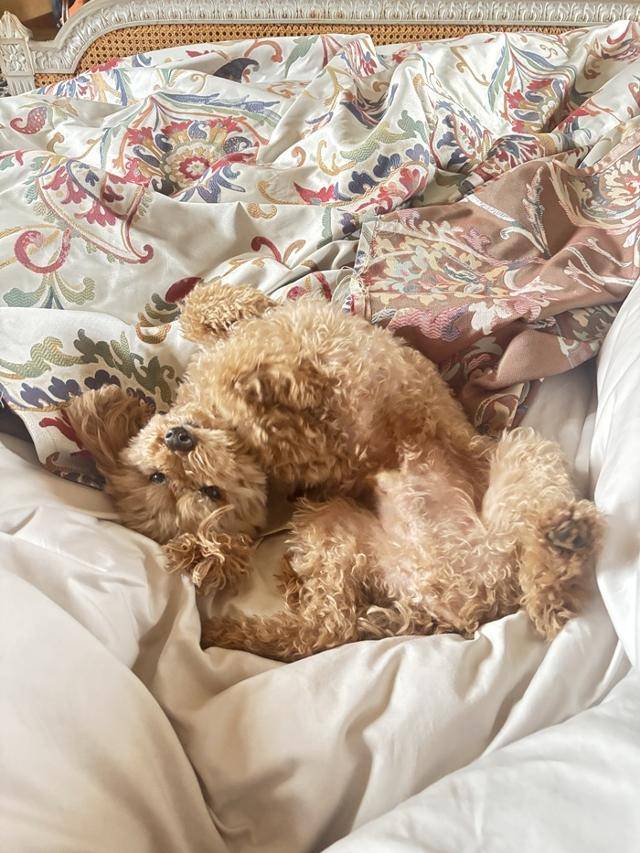 나와 가족이 만나기까지, 스토리가 많았개! 보호자 제공