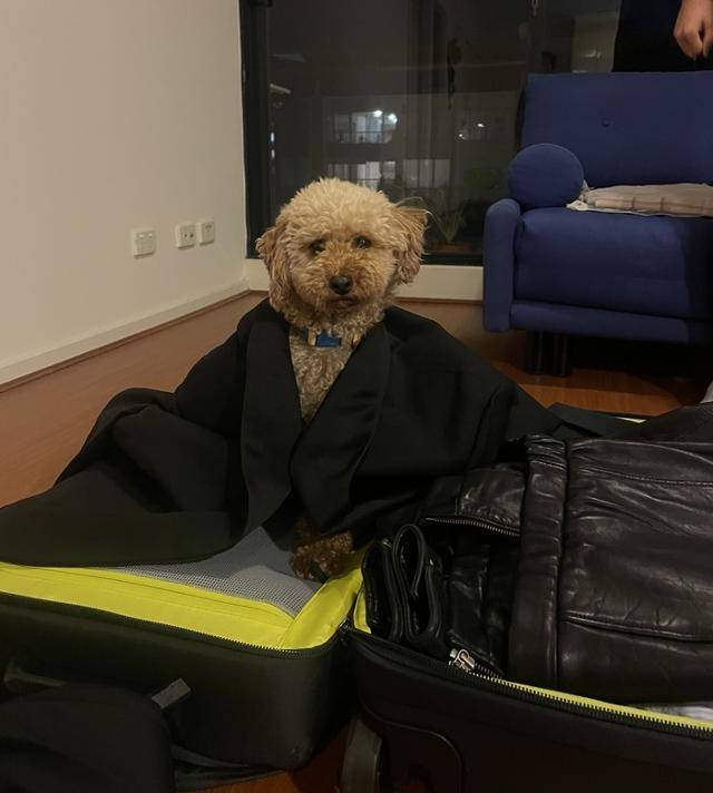 양복 입은 콤부. 보호자 제공