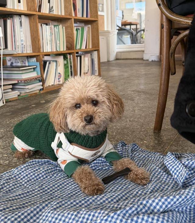 서울 연희동 댕댕이의 참새 방앗간, 보틀 라운지에서. 보호자 제공