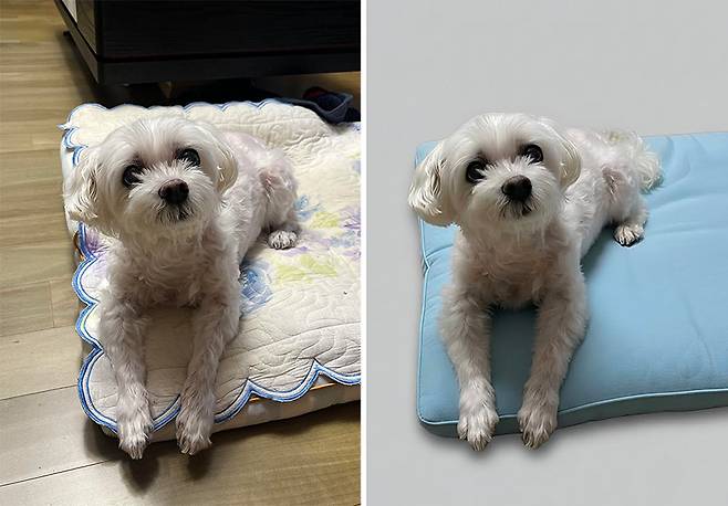 갤럭시S26 울트라 자체 사진 앱에는 생성형 인공지능(AI) 사진 편집 기능이 추가됐다. 예를 들어 왼쪽 사진을 열고 ‘만들기’ 기능을 활용해 “강아지 뒤 배경을 단색으로 깔끔하게 바꾸고, 얘가 앉아 있는 방석 색도 하늘색으로 바꿔 줘”라고 하자 5초 정도 만에 깔끔한 결과물이 나왔다. 이민아 기자 omg@donga.com
