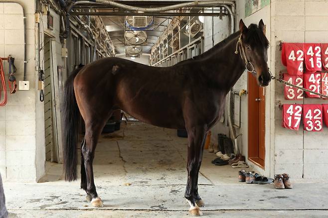 베스트피치. 사진=한국마사회