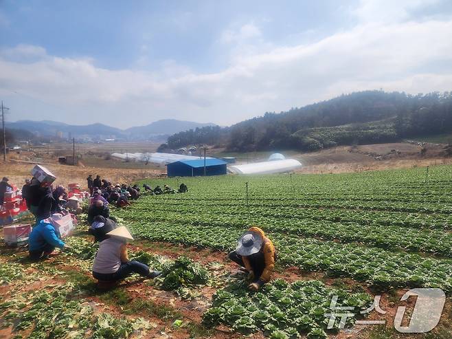 봄동을 재배 중인 전남 진도 지역 농가 모습. (독자 제공) 2026.2.27 ⓒ 뉴스1