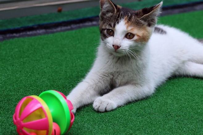 고양이는 귀엽습니다. 픽사베이.