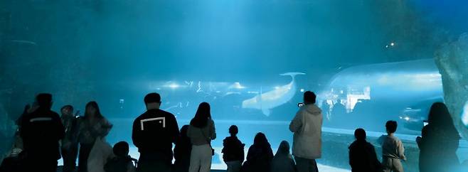 아쿠아리움에서 벨루아를 구경하는 사람들. 게티이미지뱅크 제공