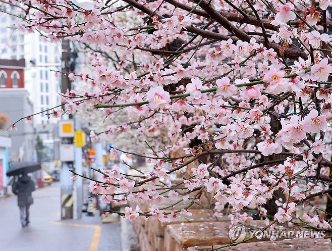 봄비 (부산=연합뉴스) 손형주 기자 = 봄비가 내린 27일 부산 수영구 한 주택가에 활짝 핀 매화 앞으로 주민이 우산을 쓰고 지나가고 있다. 2026.2.27 handbrother@yna.co.kr