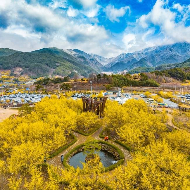 구례 산수유 축제가 오는 14일 개막된다. 사진은 지난해 만개한 산수유 군락지 자료사진.
