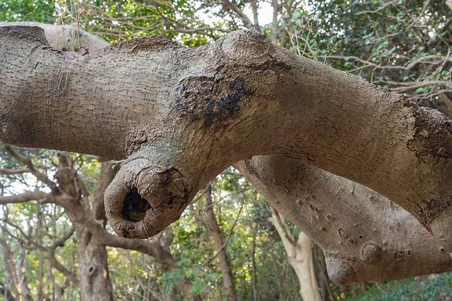 상록수림에는 말의 머리를 빼닮은 나무도 있다