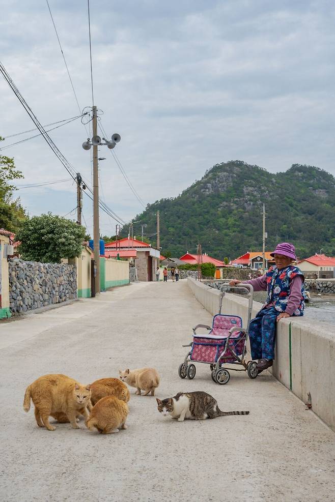 5년 전 10마리의 고양이를 맡아 키우셨다는 마을 할머니
