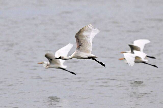 한국가스공사는 국립공원공단, 국립낙동강생물자원관, 한국수목원정원관리원과 ‘생물다양성 보전사업을 위한 업무협약’을 5일 체결했다. 사진은 지난해 9월 15일 경남 사천시 사천만에서 먹이활동을 하고 있는 저어새. / 뉴시스