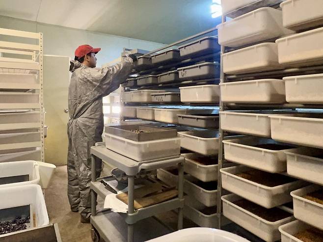 인천 옹진군 영흥도 니오타니곤충농장 사육장에서 오현석 대표가 고소애를 관리하고 있다. 니오타니곤충농장 제공