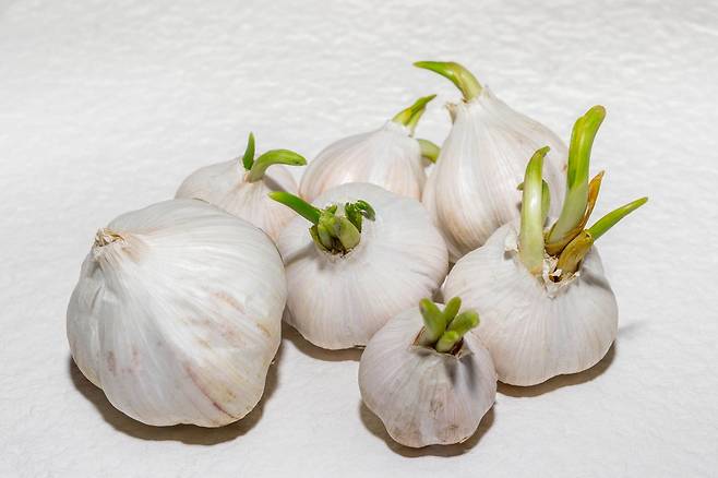 싹이 난 마늘은 먹어도 괜찮지만, 곰팡이가 피거나 흐물흐물해진 마늘은 폐기해야 한다. /게티이미지뱅크