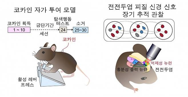 쥐에게 코카인을 스스로 투여하도록 훈련한 뒤, 금단과 소거 과정을 거치는 동안 전전두엽 내 신경세포의 활동 변화를 장기간 추적하는 실험 설계도. KAIST 제공
