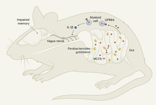 장내 세균이 기억력 감퇴에 관여하는 경로. 나이가 들수록 장내에서 파라박테로이데스 골드스테이니이 세균이 늘어나고 세균이 만들어내는 지방 성분이 장 면역세포를 자극해 염증 물질을 분비시킨다. 염증 물질이 장과 뇌를 잇는 미주신경의 활동을 억제하면서 뇌의 기억 중추인 해마 기능이 저하되고 기억력이 떨어진다. 네이처 제공