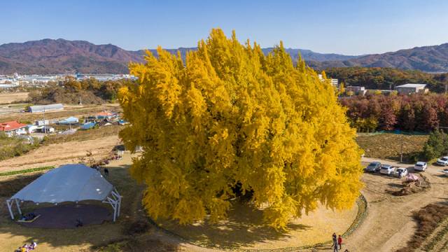▲ 1964년 천연기념물로 지정된 원주 반계리 은행나무 사진. 원주시 제공