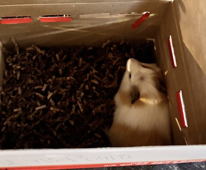 지난 2024년 11월 아파트 화단에 버려져 있던 '삥삥'(보호자 제공) ⓒ 뉴스1