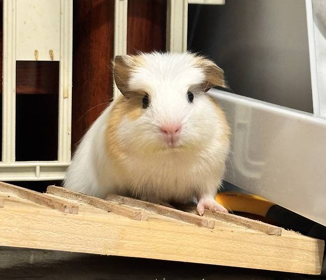 보호자는 길에 버려져 있던 기니피그 삥삥이를 집으로 데려와 가족으로 맞았다(보호자 제공). ⓒ 뉴스1