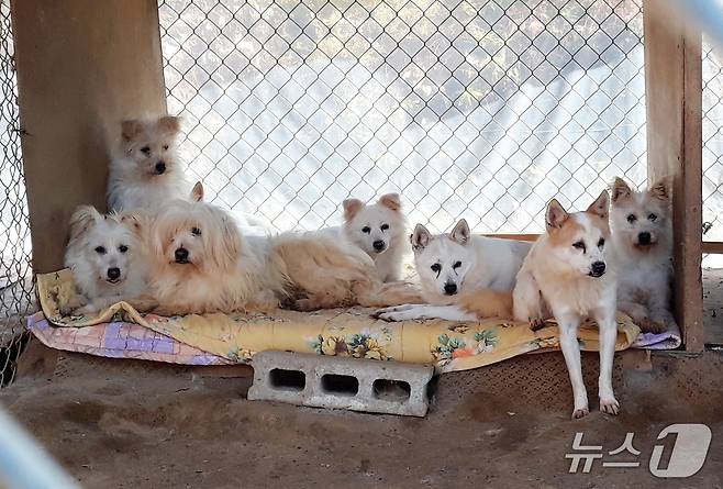 민간이 운영하는 A 유실유기동물보호소 ⓒ 뉴스1