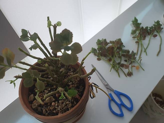 웃자란 식물(카랑코에)을 가지치기해 수경으로 번식할 삽수를 다듬는 과정.