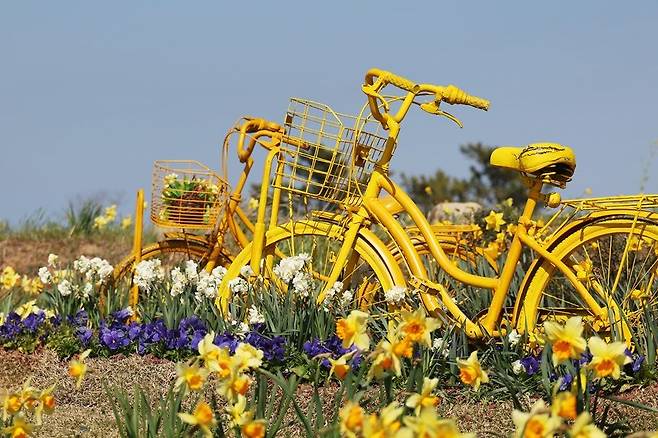 신안군 지도읍 선도에 핀 수선화 군락지. 신안군 제공