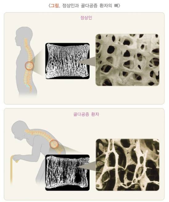 대한골대사학회