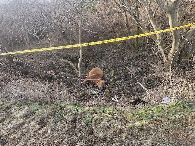 제주시는 황소에 인식할 수 있는 이표가 없어 소유주 확인이 어려워 17일 랜더링할 예정이라고 밝혔다. 독자 제공