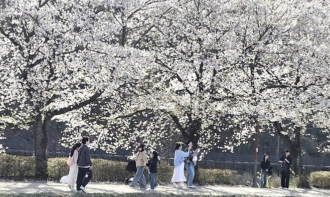 옥포 벚꽃길 전경(2025년).