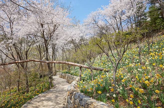 화담숲이 봄 수선화 축제를 4월 말까지 진행한다. /곤지암리조트 제공
