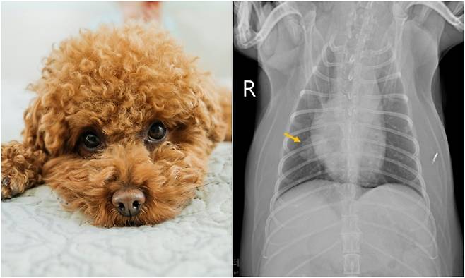 본동물의료센터는 폐종양이 발견된 15세 푸들에게 폐엽절제술을 시행해 성공적으로 치료했다고 밝혔다(왼쪽 사진 클립아트코리아, 본동물의료센터 제공). ⓒ 뉴스1