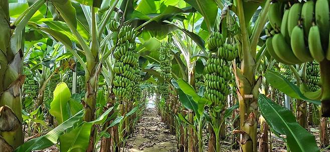 전남 신안의 한 바나나 농장. 사진 롯데마트