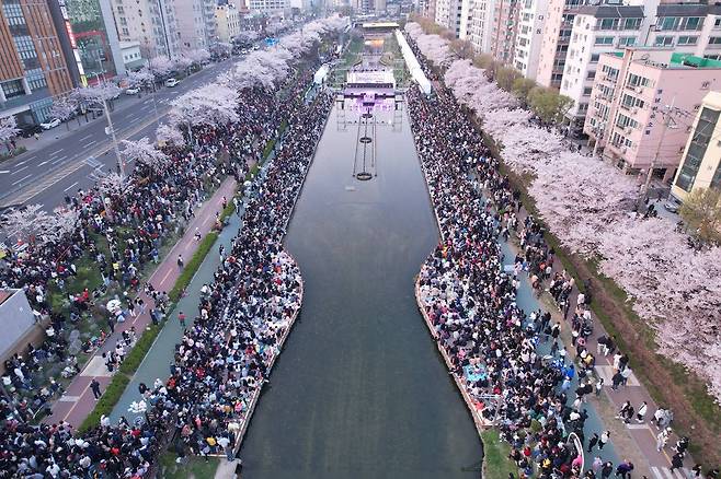 벚꽃축제